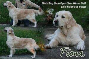 AT VCH Little Violet's US Starlet AT VCH Little Violet's US Starlet