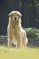 BIS.BIE.INA.ITALY CH. Goldentrip Sir Arthur