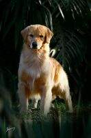 Br.Gr.Ch.Pan.Ch.Arg. Magno Golden Shine Moon