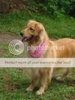 Best Fellow Fancy Girl