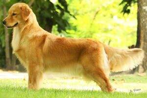 BR.CH., BR.GR.CH. Golden Sunshine Beaute Fatale BR.CH., BR.GR.CH. Golden Sunshine Beaute Fatale