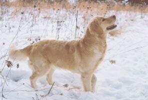 Ariell's Highfield Ladyhawke CCA