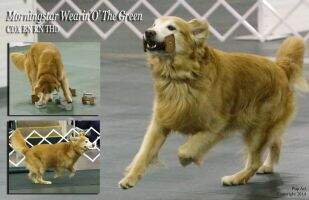 UCD URO3 Morningstar Wearin' O' The Green OM1 RN BN THDA TKP CCA