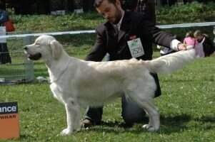 Ch.Pl. AMAZING WHITE PRINCESS Firstfield