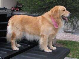 GEForceDog's Akiles of War
