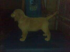 Golden Grandy's Great Dazzle