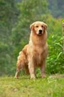 Golden Trip Xman Mystic Golden Trip Xman Mystic