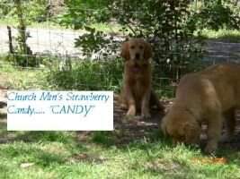 Church Mtn's Strawberry Candy