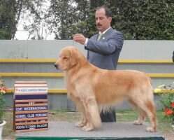 Ch.Ven.Pr.Pe Goldentrip Victory Beyond Reason