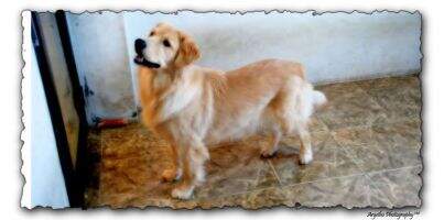 Pippa von Bentry Pippa von Bentry