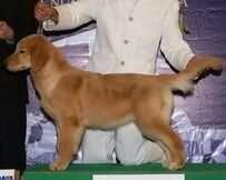 BBISS. BBIS. BPISS. BPIS. Th. Ch. Golden Army's Heaven Sent Bella