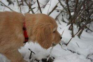 Goldenquest's Bailey Goldenquest's Bailey