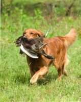 Windrush's Remington Steele MHUA CCA