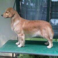 RBISS.BISS.Ina.Ch. Praetorian's Bali Dancer