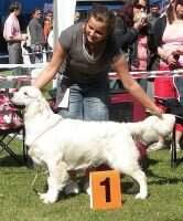 ChD (VDH) ChCZ GRANDCh CZ JChCZ Cheek To Cheek Don Quijote de la Mancha Junior National Winner