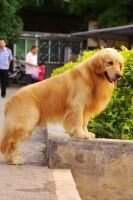 Agore of jin jiang kennel