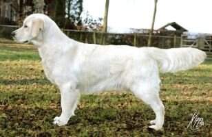 Bencoe Angelina Lauro JW 2 RCC's