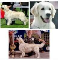 Ch Ser Club Winner 2011 Swanavly Imperial Peridot Ch Ser Club Winner 2011 Swanavly Imperial Peridot