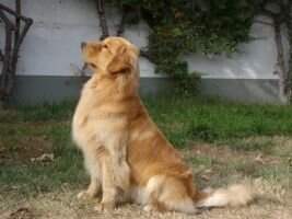Ruby Red Goldsherlock