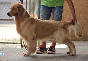 A Sound Silence Of Goldenline kennel