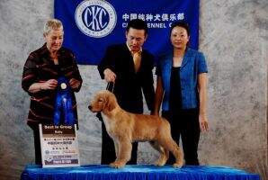 A Against Odds Of Goldenline kennel