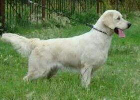 The Young Champion of Russia Perro Milagroso Asta La Vista The Young Champion of Russia Perro Milagroso Asta La Vista