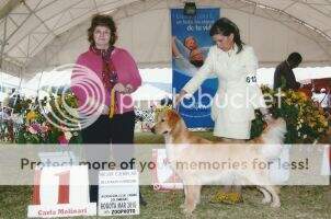 Ch. Jo. Ch. Gr. Ch. Col. Ag - Golden Age Henrrietta Swan