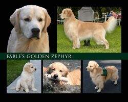 Fable's Golden Zephyr