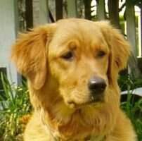 Sunfire Bounty Hunter Dixie Sunfire Bounty Hunter Dixie