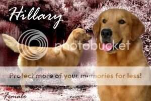 GOLDEN HOPE'S X-MAS HILLARY