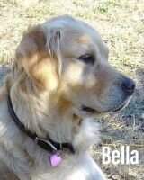 Flaxen Fields Bella CCA