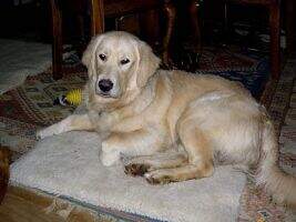 Lord Bentley II