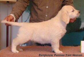 Zampanzar Pennies from Heaven