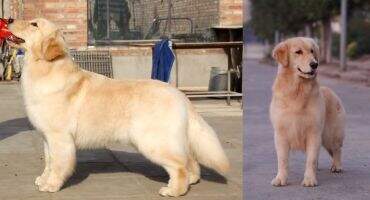 Bona Of Golden Resplendence Kennel