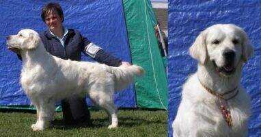 SRB.Ch,Ro.Ch,UA.Ch, 2*HJCH,Derby Win 09' Full O'Fan from Mariannehouse Ability&Wesen Test,Working test-1.prize(100/80)