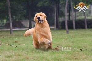 Bap Of Golden Resplendence Kennel