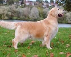 C.I.B., FTR CH, CH Beau & Bon 2010 Churchill Rayleas de L'Orfillec C.I.B., FTR CH, CH Beau & Bon 2010 Churchill Rayleas de L'Orfillec