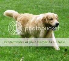 Best Fellow Prince Maximus Best Fellow Prince Maximus