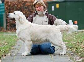 Lux Vet Ch. Dewmist Rainbow Warrior Rheinlandjugendsieger 2009