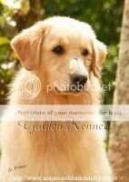MAGNO GOLDEN ISIS