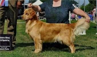 SweetGold Camelot
