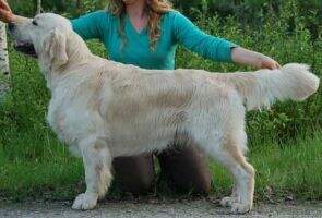 Blrus JChRus Primrose's Dream Amazing Lad Blrus JChRus Primrose's Dream Amazing Lad