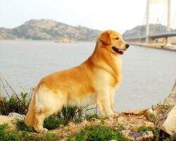 Legend North Handsome Boy
