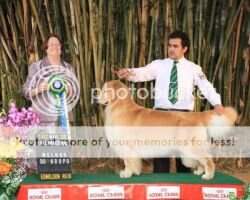 Br GCH/Pan CH Golden Trip Chase A Dream