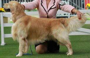 Australian Camelot's Always In Trouble At Wysiwyg