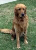 Buddy Simpson II Buddy Simpson II