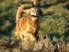 Sungold Flying Sheba