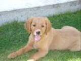 Haskin's Jenny