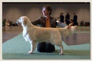Dutch Ch, German Ch, VDH Ch. Gargamella v.d. Beerse Hoeve Junior World Ch 08 Dutch-,Lux Junior Ch.