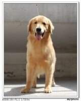 Alex of Zhi Ai Kennel